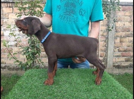 1 dobermanm0826.jpg